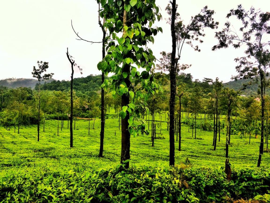 Wooden Cottages Glendale Wayanad Meppādi Exterior foto